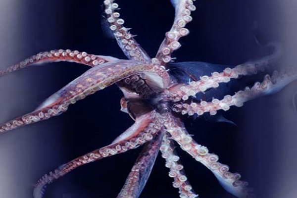 Kraken сайт kraken torion