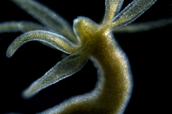 Kraken mirror