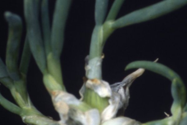 Ссылки на даркнет сайты